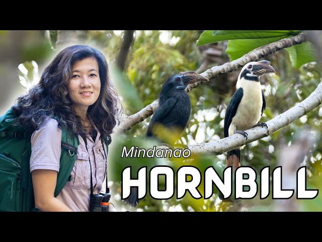 #BirdsofthePhilippines: Tariktik / Mindanao Hornbill (𝘗𝘦𝘯𝘦𝘭𝘰𝘱𝘪𝘥𝘦𝘴 𝘢𝘧𝘧𝘪𝘯𝘪𝘴)