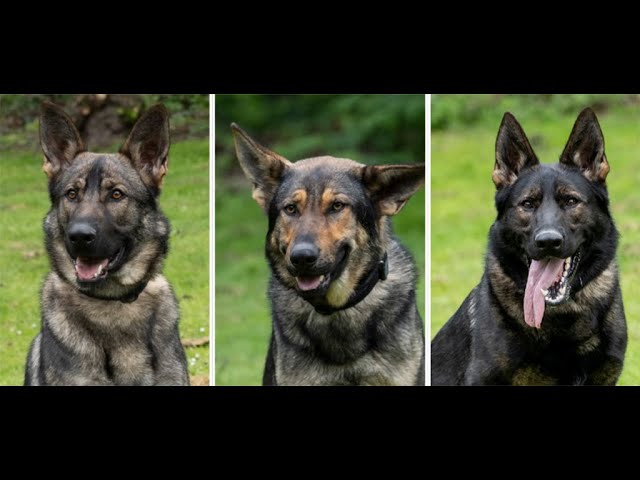 Class of 2024: Congratulations to our new police dogs