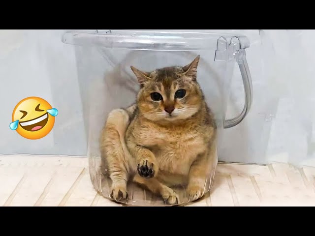 Funniest Cats 2024 🤣 Best Funny Cats Videos Of The week 😻10