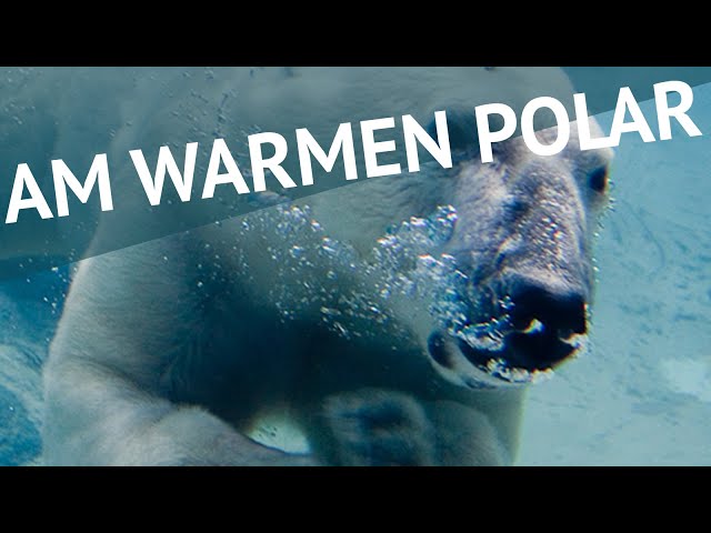 Digitaler Salon: Am warmen Polar