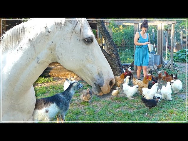 Farm Animals and Chores - A Sunday On The Homestead