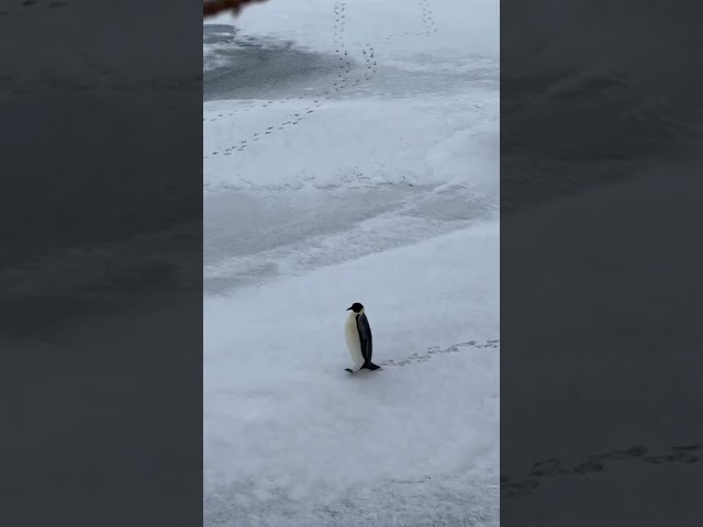 First penguin spotted!!