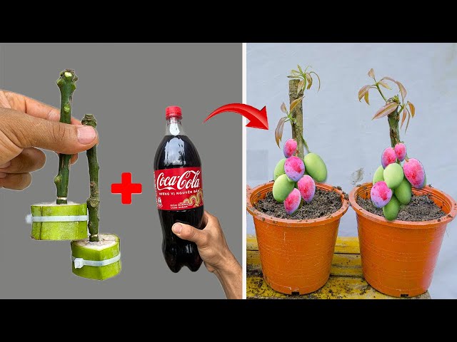SUPER SPECIAL TECHNIQUE for propagating MANGO trees with Coca Cola, rooting and growing super fast