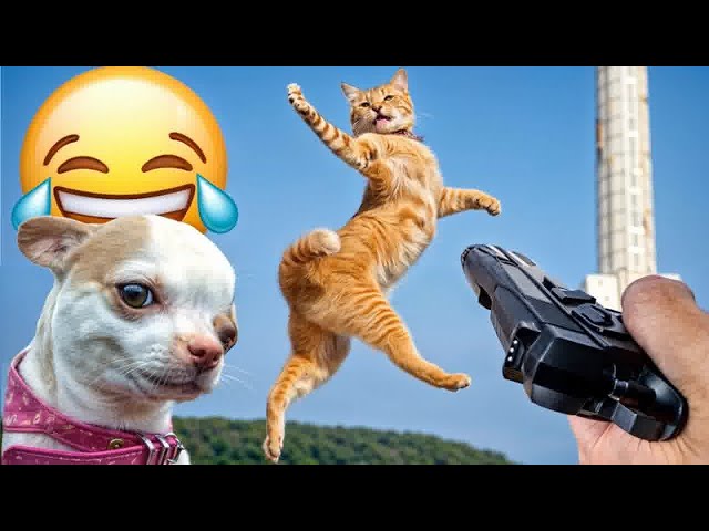 Best Funny Animals 2024🥰Funniest Dogs and Cats😽🐶🐕‍🦺Part 12