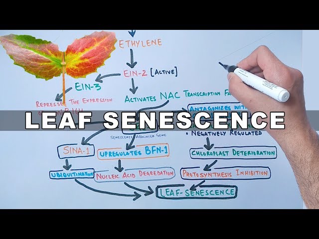 Mechanism of Leaf Senescence
