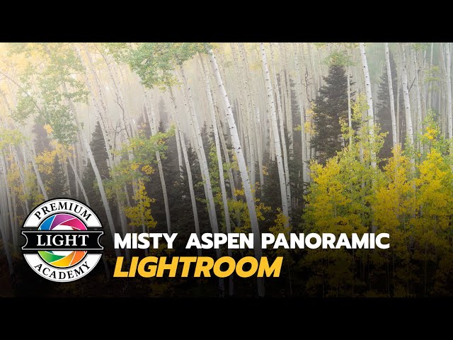 Misty Aspen Panoramic Lightroom - Fall Color Photography