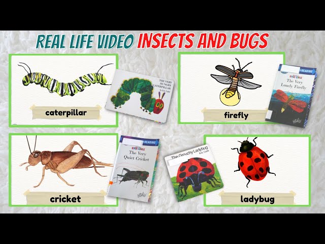 Learn Insects and Bugs | Minibeasts | Learning Videos for Toddlers | Eric Carle Books Read Aloud