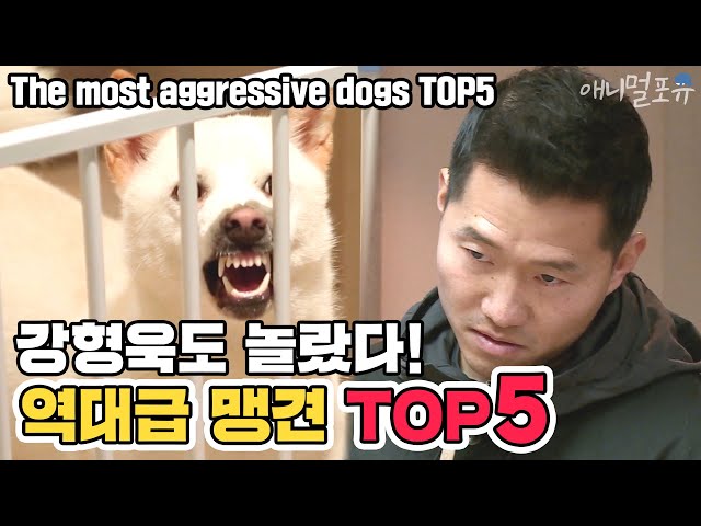 [ENG SUB] Showdown with The most aggressive dogs TOP5 [Dogs Are Incredible][It like a Cesar`s show]