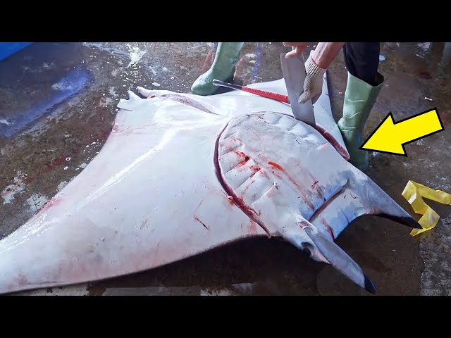 Huge Manta Ray！Seaport Market Fresh Fish,  Manta Ray Fish Cutting Skills / 超巨大魟魚來襲！魟魚切割技巧, 港口海鮮市場