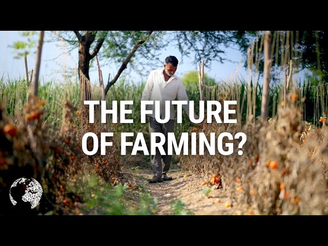 How farmers are combatting food waste in India