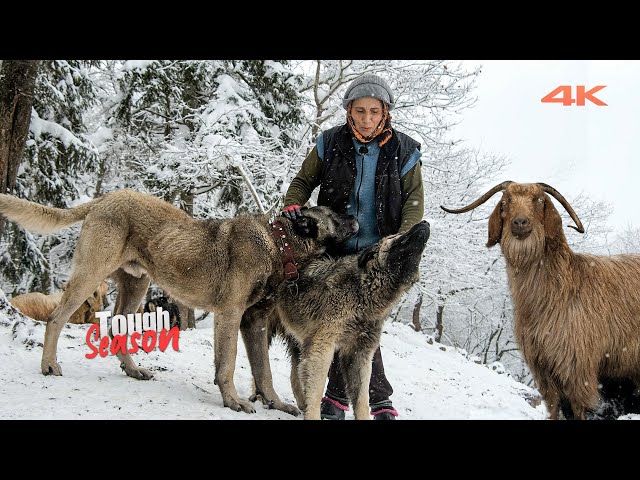 Goat Herding in Winter (Tough Capricorn Period) | Documentary ▫️4K▫️