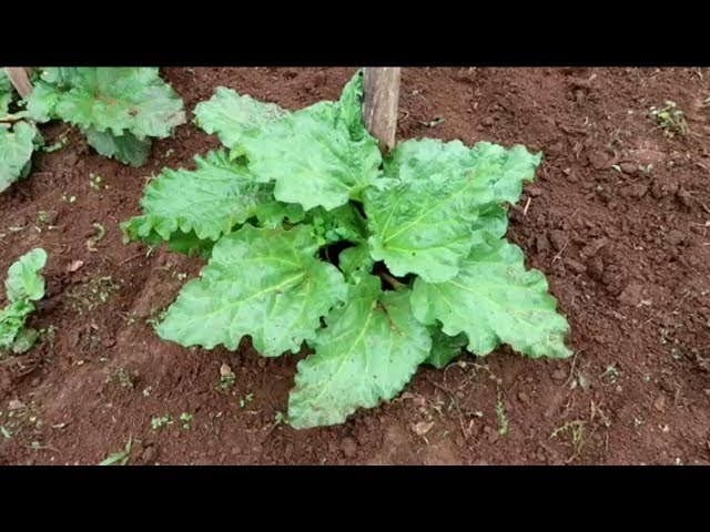Best Way To Split Rhubarb Plants