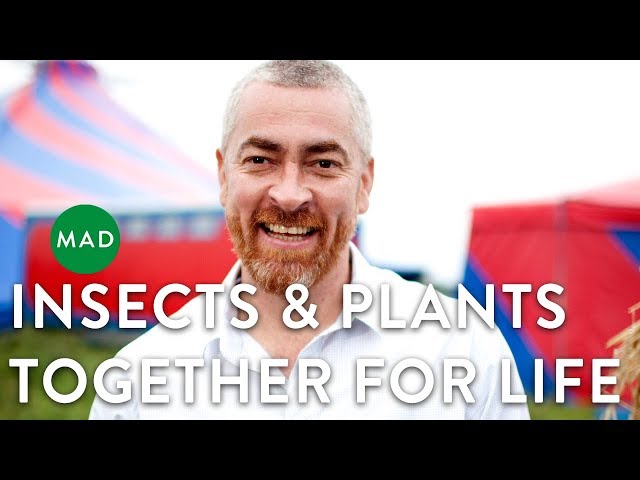 Insects & Plants Together for Life | Alex Atala