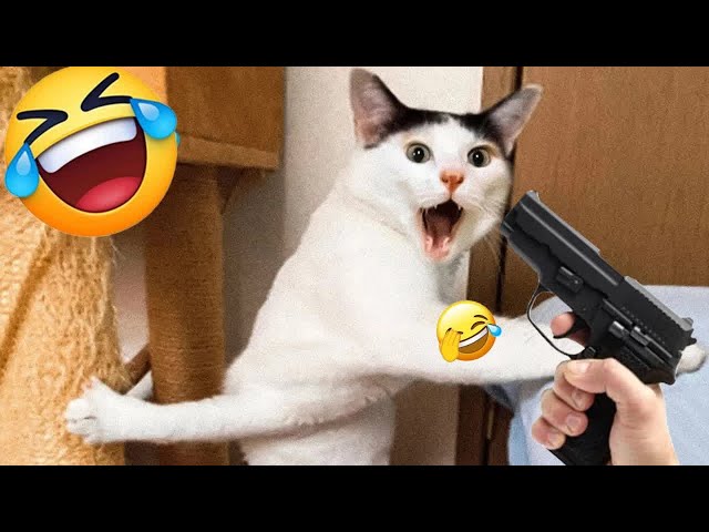 When God sends you a funny cat and dog 🤣 Funniest cat and dog ever 😹 🐶