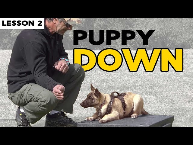 Teach Your Malinois Puppy DOWN