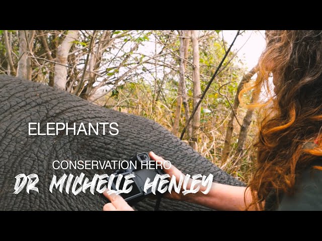 Conservation Hero. Dr. Michelle Henley Elephants Alive
