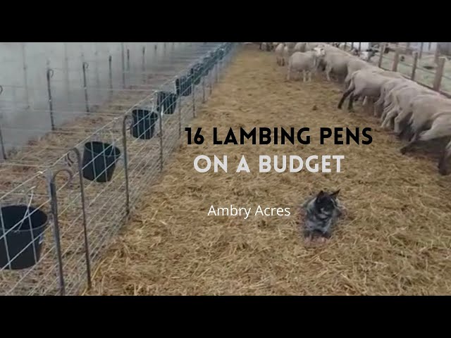 #lamb #farming #sheep How to Build Lambing Pens. Built for Setting Up and Taking Down.