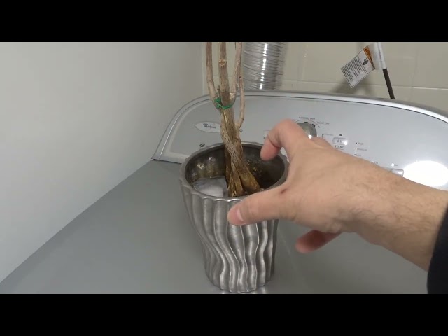 Easiest Way To Water House Plants-Full Tutorial