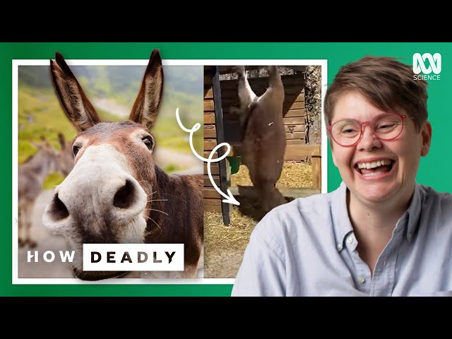 Horses are graceful, donkeys are NOT | REACTION