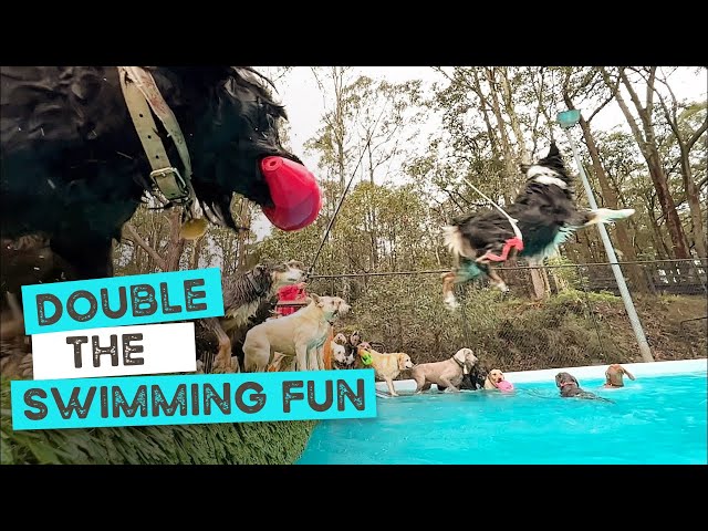 Best Video of Dogs at Daycare Swimming in Pool | The Farm