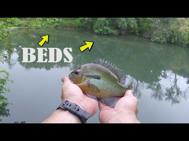 How to Catch Bedding Panfish in SPRING!