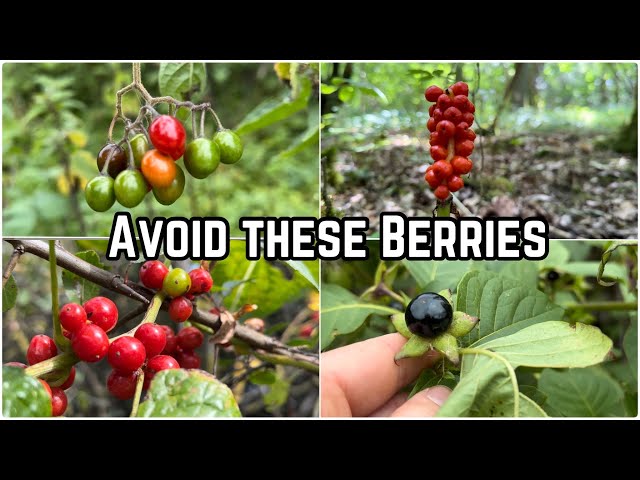 Poisonous Berries to Avoid