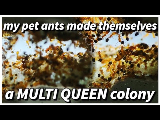 The Ants PURGE! (free kill overnight) | D colony