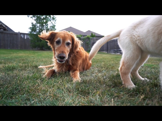 Sony A9 120 FPS Video Footage + Auto Focus Test (Dogs Playing)