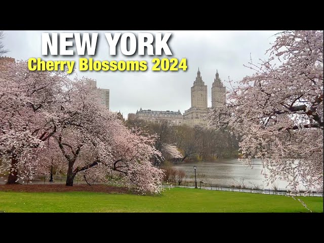 New York City LIVE Rain Walk Midtown Manhattan Central Park Cherry Blossoms 2024 (April 2, 2024)