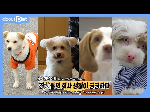'I earn my snacks!' Dogs who go to work│About Pet