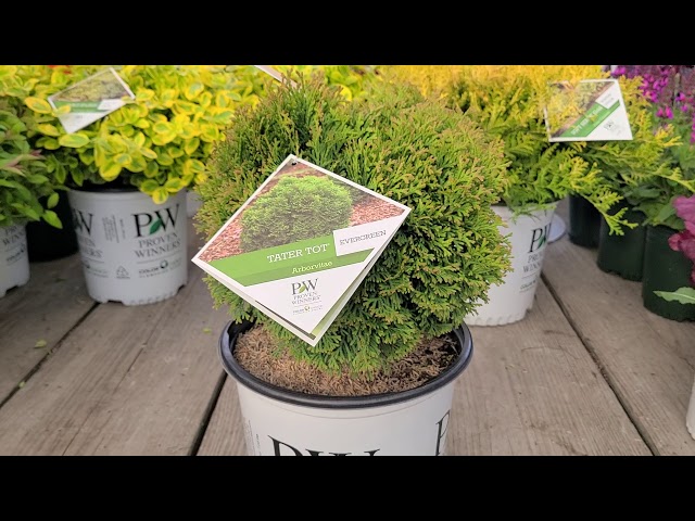 Tater Tot® Globe Arborvitae (Thuja occidentalis) // Cute little Evergreen for ALL YEAR INTEREST