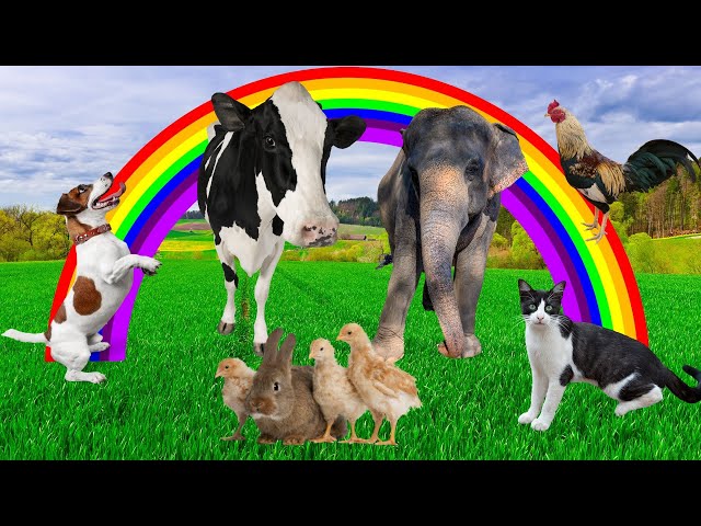 Funny animal moments, dog sounds, cow sounds, cat sounds, elephant sounds, chicken sounds