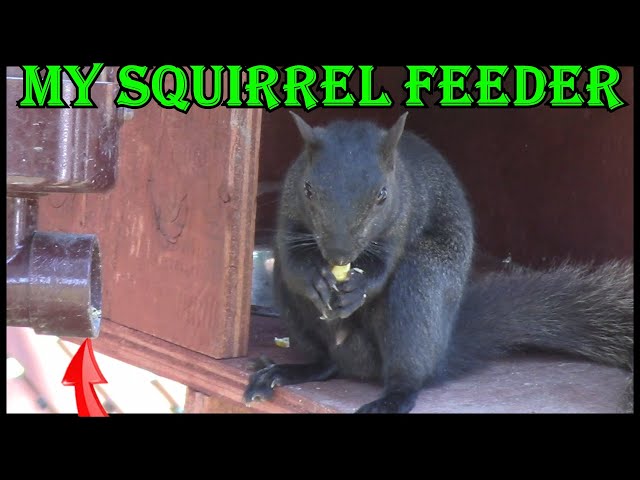How I Feed Squirrels - Custom Squirrel Feeder