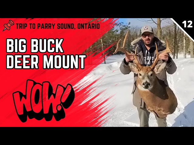 Big Buck Deer Mount - Trip to Parry Sound - Ontario Taxidermy (#12)