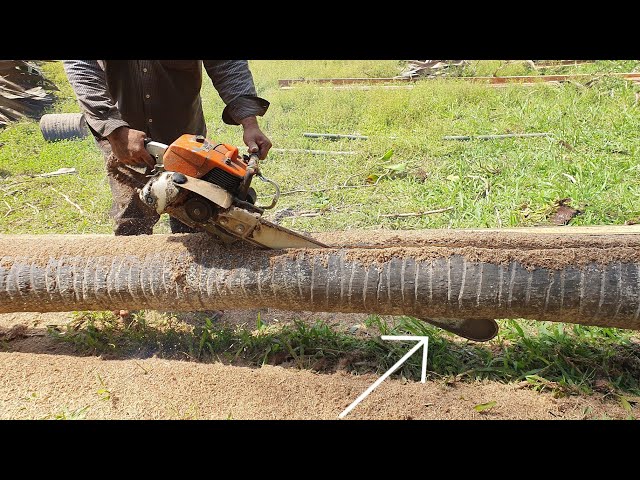 Old Chainsaw STIHL MS 070 Vs. Long Palm Tree Wood Sawing Process