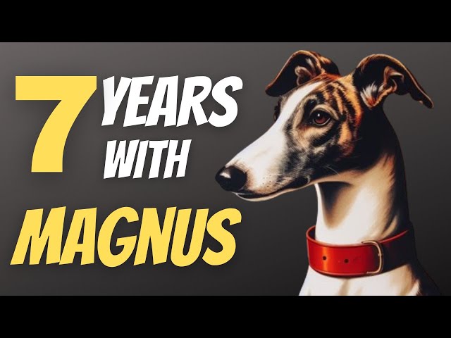 7 years with Magnus the Greyhound