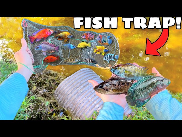 FISH TRAP Catches *UNKNOWN* Colorful Fish in HIDDEN TUNNEL!! (HELP IDENTIFY)