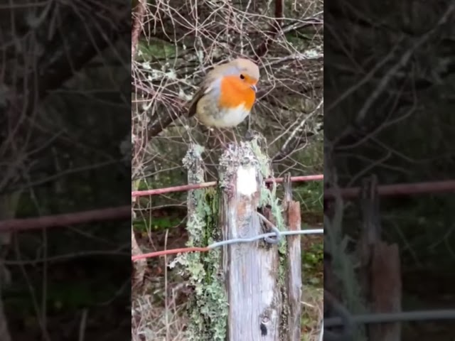 Robin wanted to say hello.#robin #bird #outdoors #walking #cute #beautifulbird