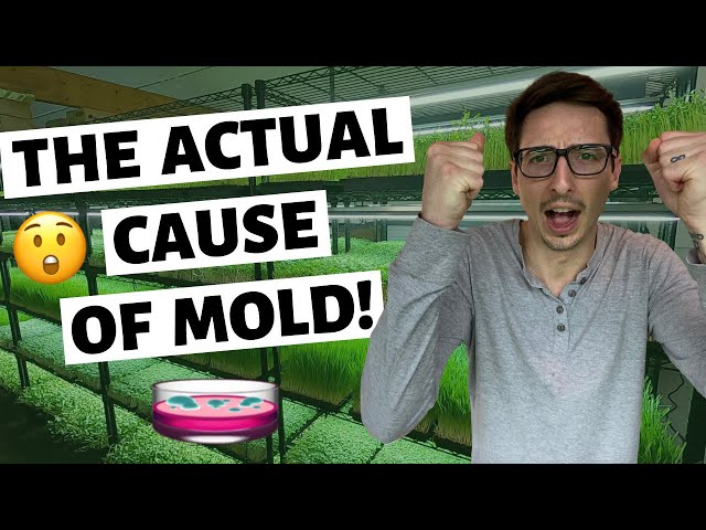 What ACTUALLY Causes Microgreens Mold? (The TRUTH)