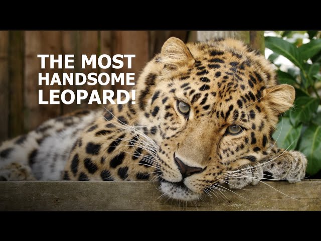 Meet the most handsome leopard in the world.