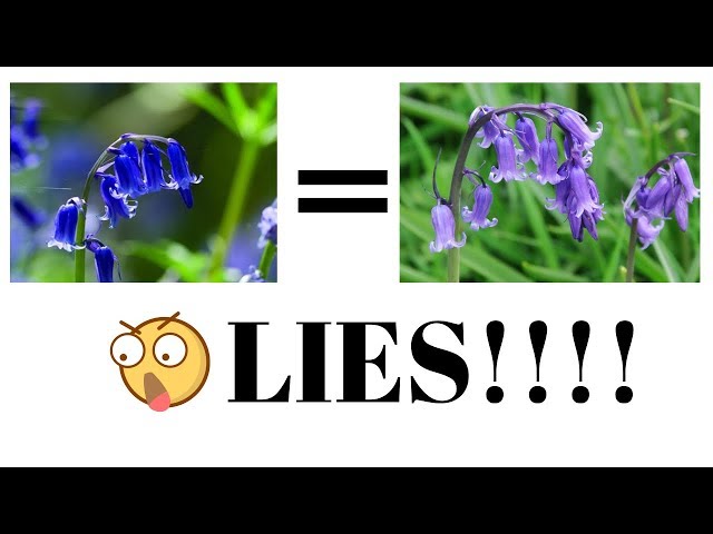 There Are No True Blue Flowers in Nature? WHY? Levi Explains | S2:E4 | MIgardener