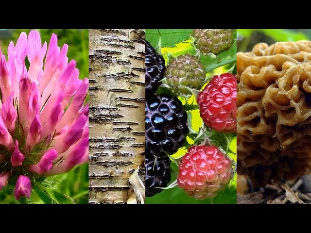 Wild Food Foraging- Season 2- Grape, Raspberry, Clover, Morel, Cedar, Ramps, Birch