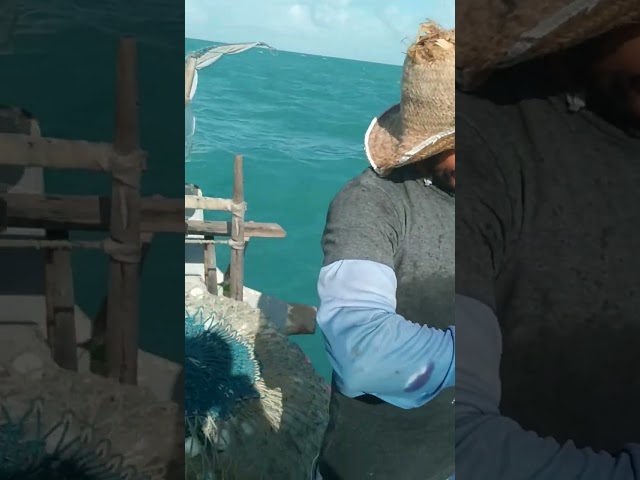 pescador captura em sua rede um tubarão grossinho