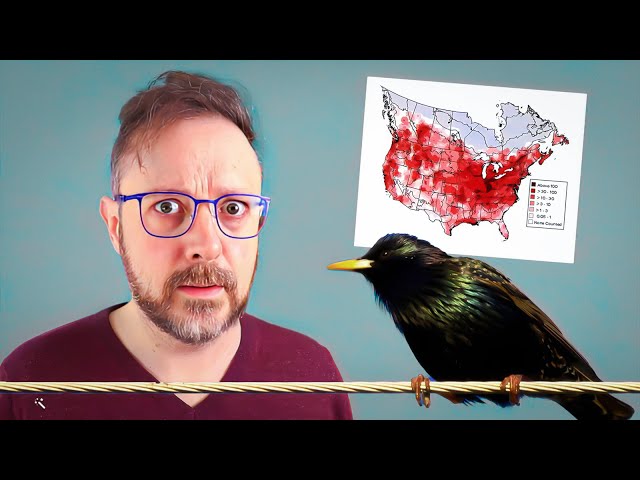 Let's Talk About America's Starling Problem
