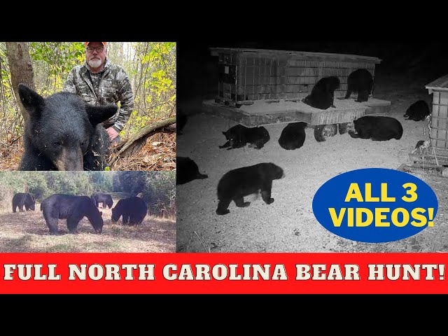 FULL North Carolina bear hunt with Doug Temple | all 3 VLOGS