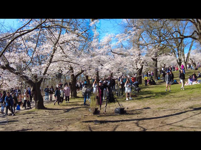 High Park Cherry Blossom Festival 2024