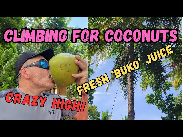 Climbing a coconut tree to drink fresh BUKO juice in Iloilo, Philippines -PH