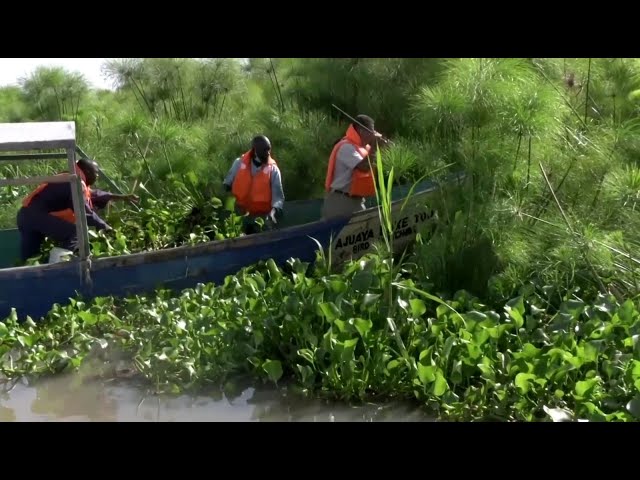 Kenyan Turns Water Hyacinth Weed into Cooking Fuel - @Reuters