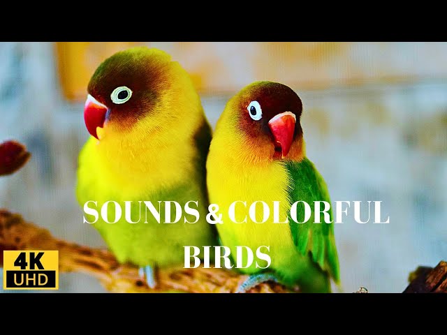 Birds 4K: Relaxing Bird Sounds and Sleep Music/ Birds Chirping/ Stress Relief
