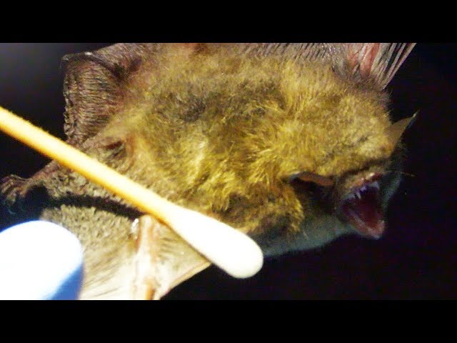 Swabbing Bats To Check For The Deadly "White Nose Syndrome"